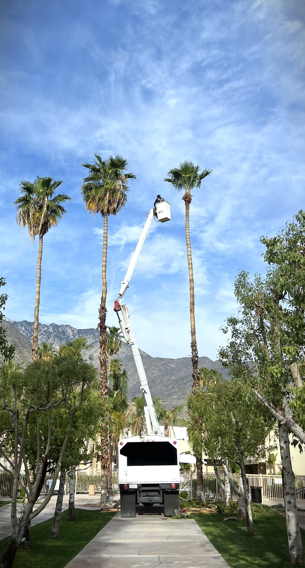 Palm Tree & Tree Trimming